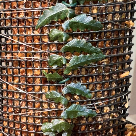 Teratophyllum sp. from Kapuas Kalimantan barat