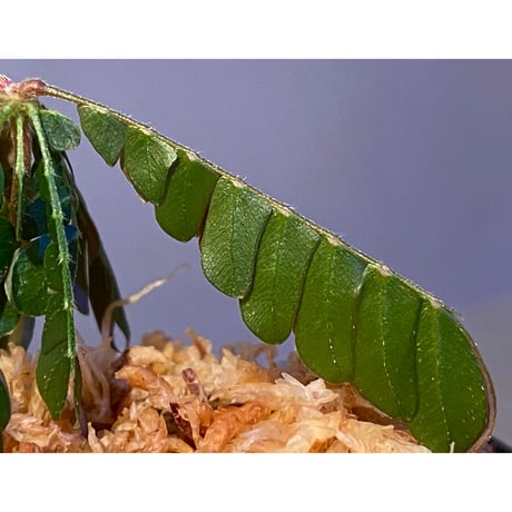 Biophytum cf. sensitivum [LA]