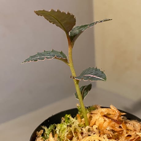 Emblemantha urnulata (Labisia sp.) from Riau sumatera [LA0815-01]
