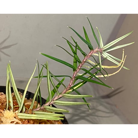 Freycinetia cf. tenuis from Sabah Borneo [KSB]