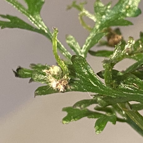 Bolbitis heteroclita cuspidata