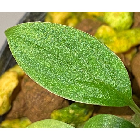 Homalomena sp. from Padang sumatera [LA0117-02]