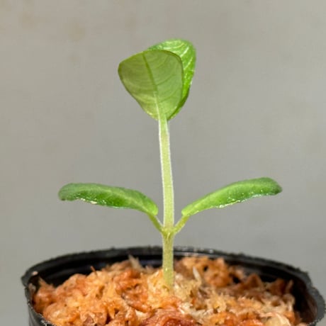 Ophiorrhiza sp. from Sanggau