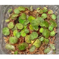 Begonia lichenora (sp.Mini) from Kalimantan Sarawak border [LA]