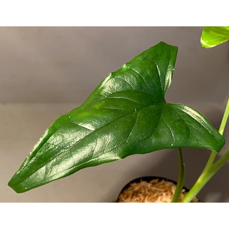 sp. from Bahia Solano Colombia [tanakay]
