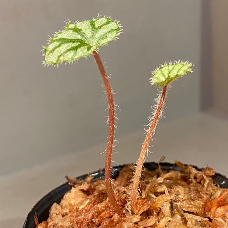 Begonia austroguangxiensis