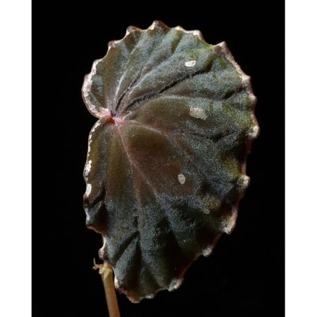 Begonia sp.