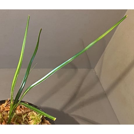 Mapania sp. from "Nanga pinoh" Melawi Kalimantan barat [TB]