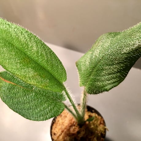 Schismatoglottis sp. from Kalimantan barat