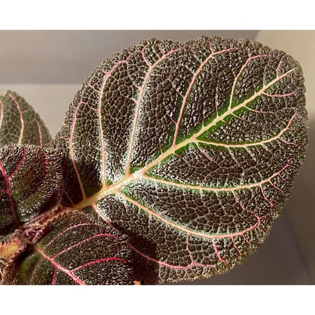 (大株) Pearcea hypocyrtiflora from Rio Napo Ecuador [tanakay] 赤葉脈