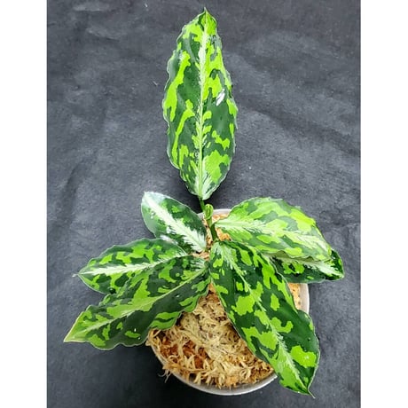 Aglaonema pictum from Tapak Tuan Aceh [MA1510-86]