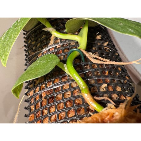 Philodendron sp. from Iquitos Peru [tanakay]