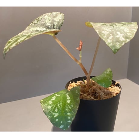 Begonia Variabilis from Dabong [TK150717]