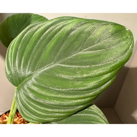 Homalomena sp. "Aceh selatan" Aceh Sumatra [TB] ①