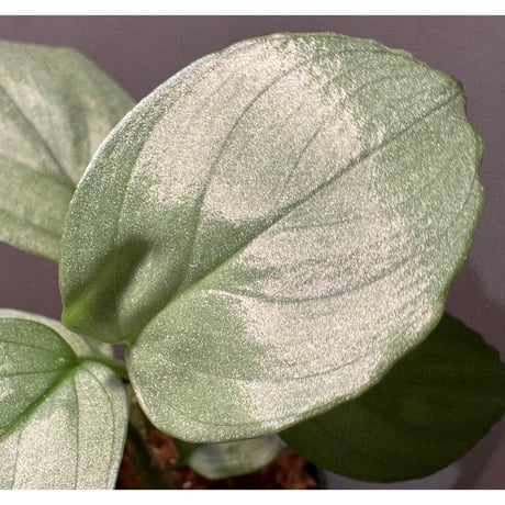 Homalomena sp. "Silver Bullet GG" from P.Linga [AZ0917-1]