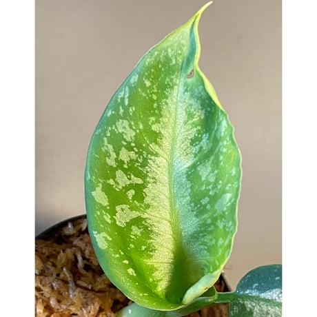 Schismatoglottis Rongisupata from West Kalimantan [KN]