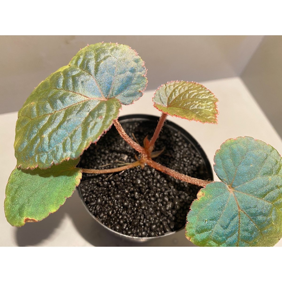 Begonia sp. from Bac Kan [YH1117] TK | M・R・G・R