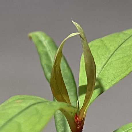 Labisia sp. from "Lebong" Bengkulu [TB]