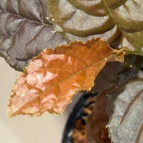 Ardisia sp. from Lao Cai-E [R0517-01]
