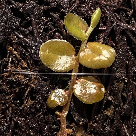 Marcgravia sp. from Tarapoto Peru