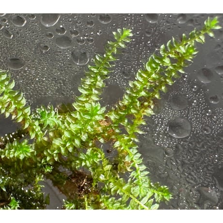 Taxiphyllum sp. from Lake Matano Sulawesi