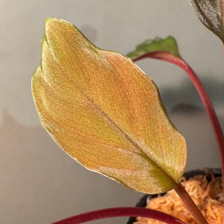 Homalomena sp. from Bengkayang West Kalimantan ①