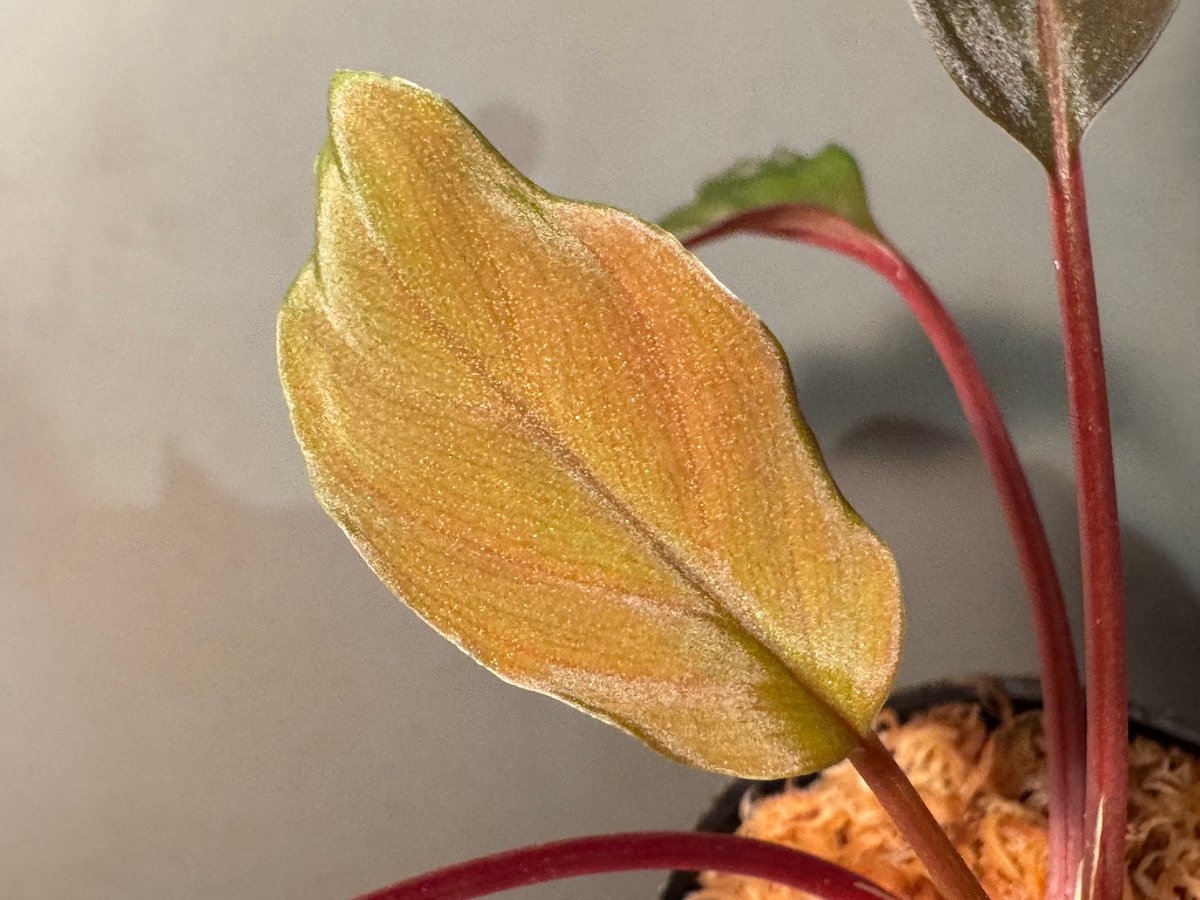 Homalomena sp. from Bengkayang West Kalimantan