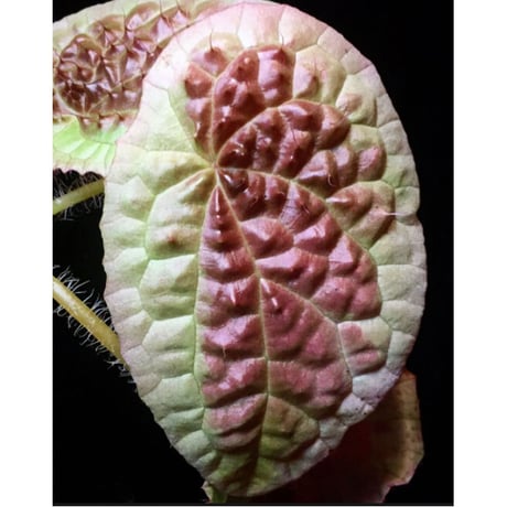 Begonia susaniae