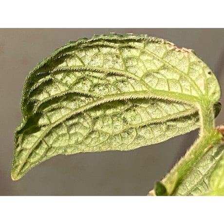 Elatostema sp. (Sri Lanka?)