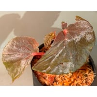 Begonia sp. from Kapuas hulu
