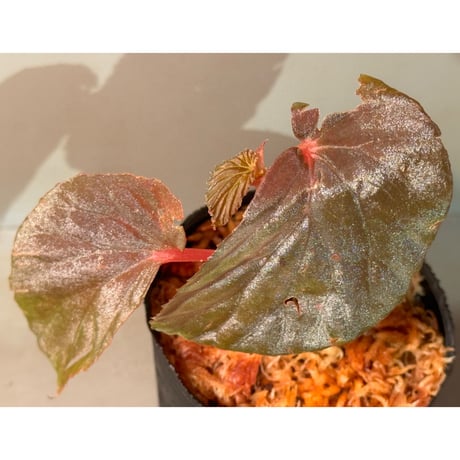 Begonia sp. from Kapuas hulu