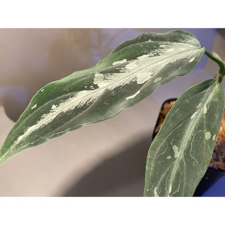 Aglaonema pictum A "しるば〜らいん" from Aceh sumatera [LA0315-4j]