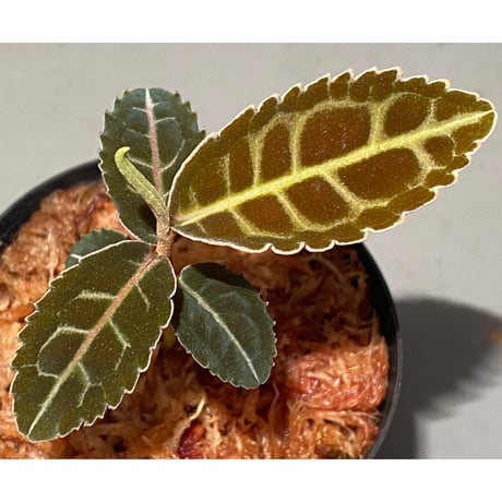 Emblemantha urnulata (Labisia sp.) from Riau sumatera [LA0815-01]