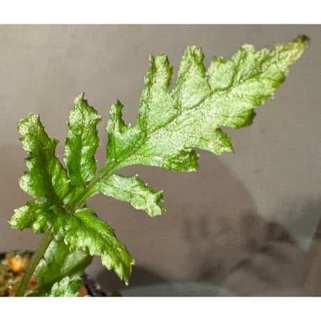 Bolbitis sp. from Siberut [LA 2012年]