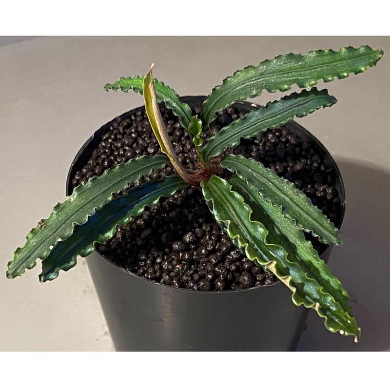 大株) Bucephalandra sp. from 