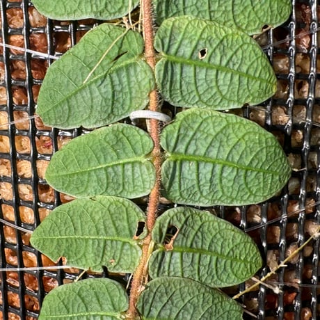 Unknown from Landak Kalimantan barat