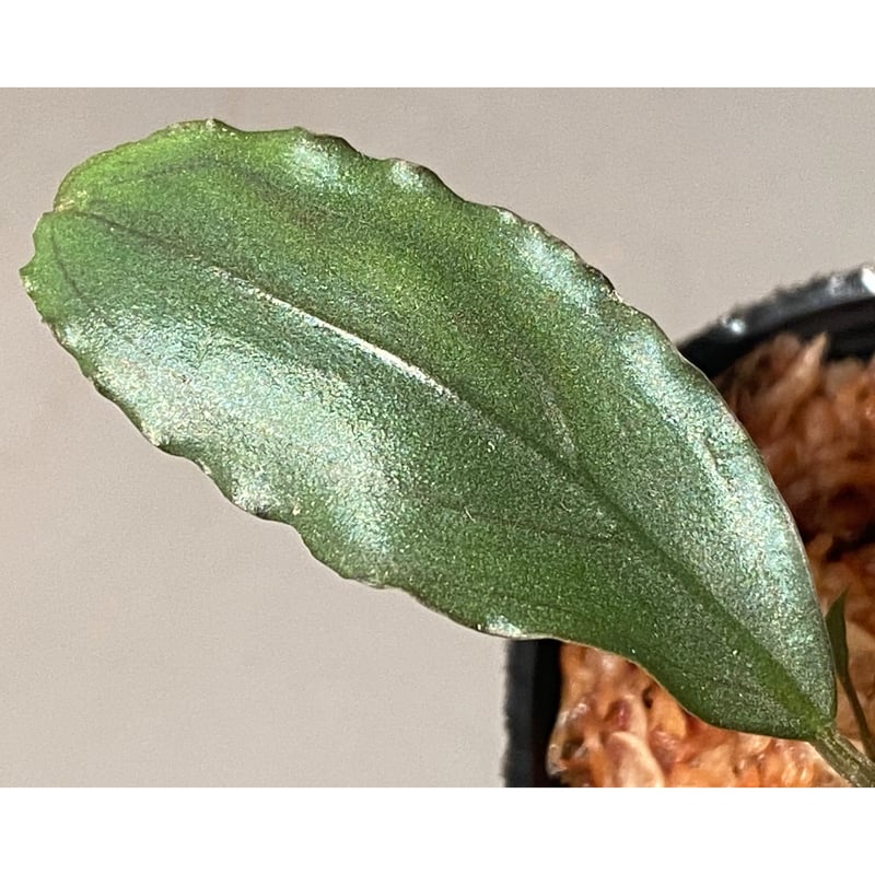 碧葉さんBUCEPHALANDRA 碧葉さんBUCEPHALANDRA ブセファランドラ - N-STAMP