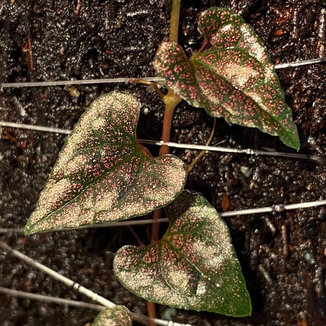 Piper sp. from Carranglan Nueva Ecija 標高1200m [KSB]
