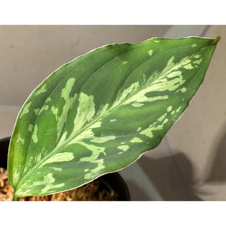 Aglaonema pictum "Rainy Blue" BNN from Sibolga timur [AZ0817-4c]