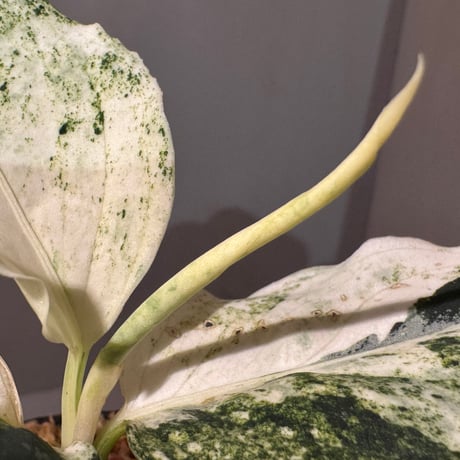 Aglaonema pictum "Variegated" from Aceh sumatera