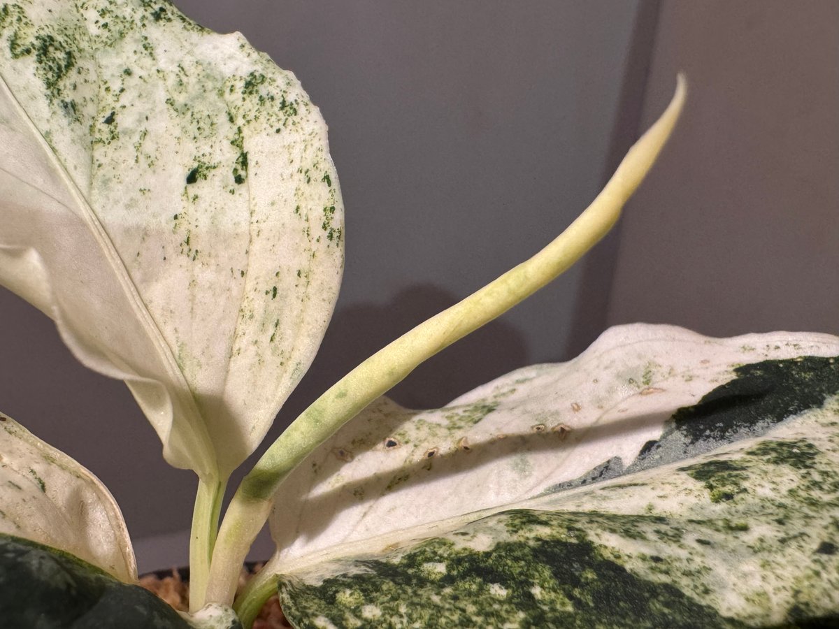 Aglaonema pictum 