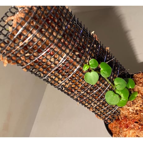Peperomia sp. from Choco Colombia [tanakay]