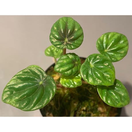 Peperomia meridiana from Ecuador [tanakay]