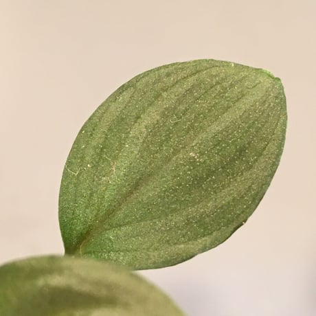 Homalomena sp. from Solok sumatera [LA0315-2]