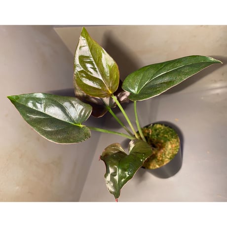 Syngonium sp. from Choco Colombia [tanakay]