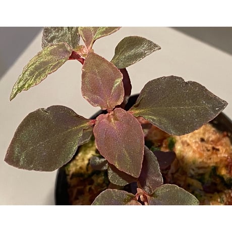Melastoma sp. from Sibolga