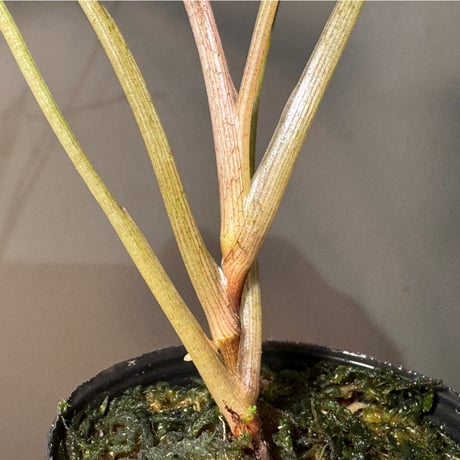 Syngonium cf. erythrophyllum from Colombia [LA0316-02]