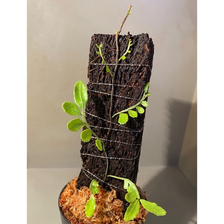 Teratophyllum ludens from Selangor Malaysia