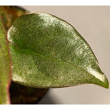 Syngonium sp. from Choco Colombia [tamakay]