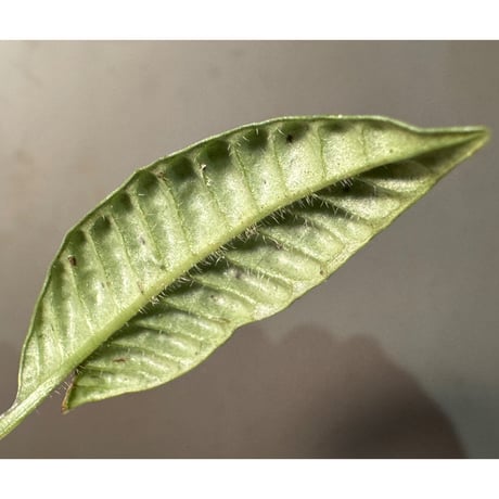 Acranthera sp. from Boyan West Kalimantan